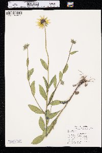 Rudbeckia hirta var. pulcherrima image