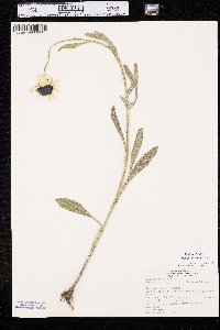 Rudbeckia hirta var. pulcherrima image