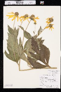 Rudbeckia laciniata var. ampla image