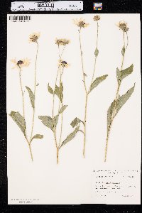 Rudbeckia subtomentosa image