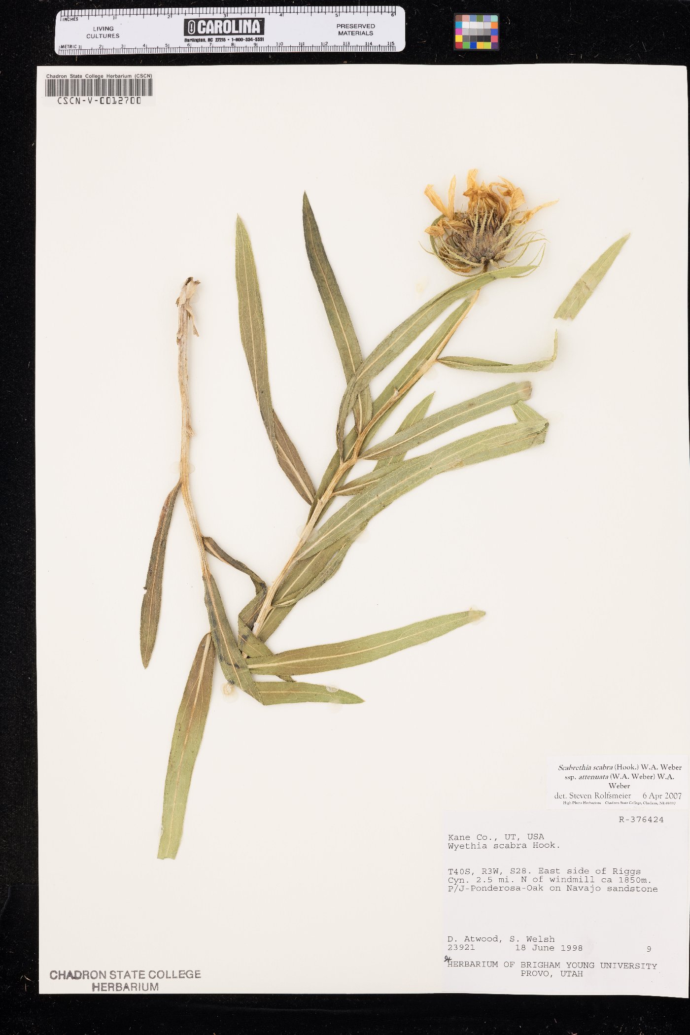 Scabrethia scabra subsp. attenuata image