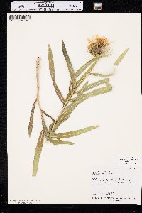 Scabrethia scabra subsp. attenuata image