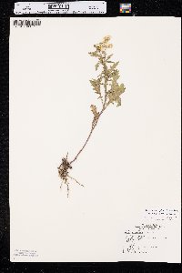 Senecio eremophilus image