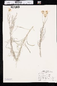 Senecio flaccidus image