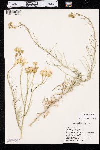 Senecio flaccidus var. flaccidus image