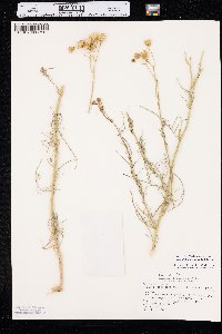 Senecio flaccidus image