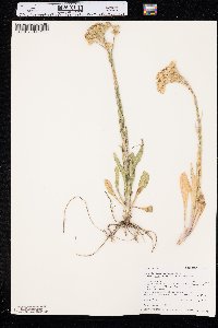 Senecio integerrimus image