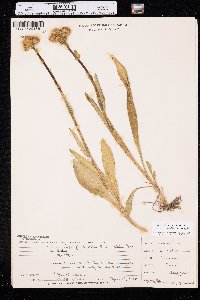 Senecio integerrimus image