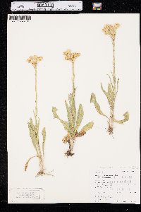 Senecio integerrimus image