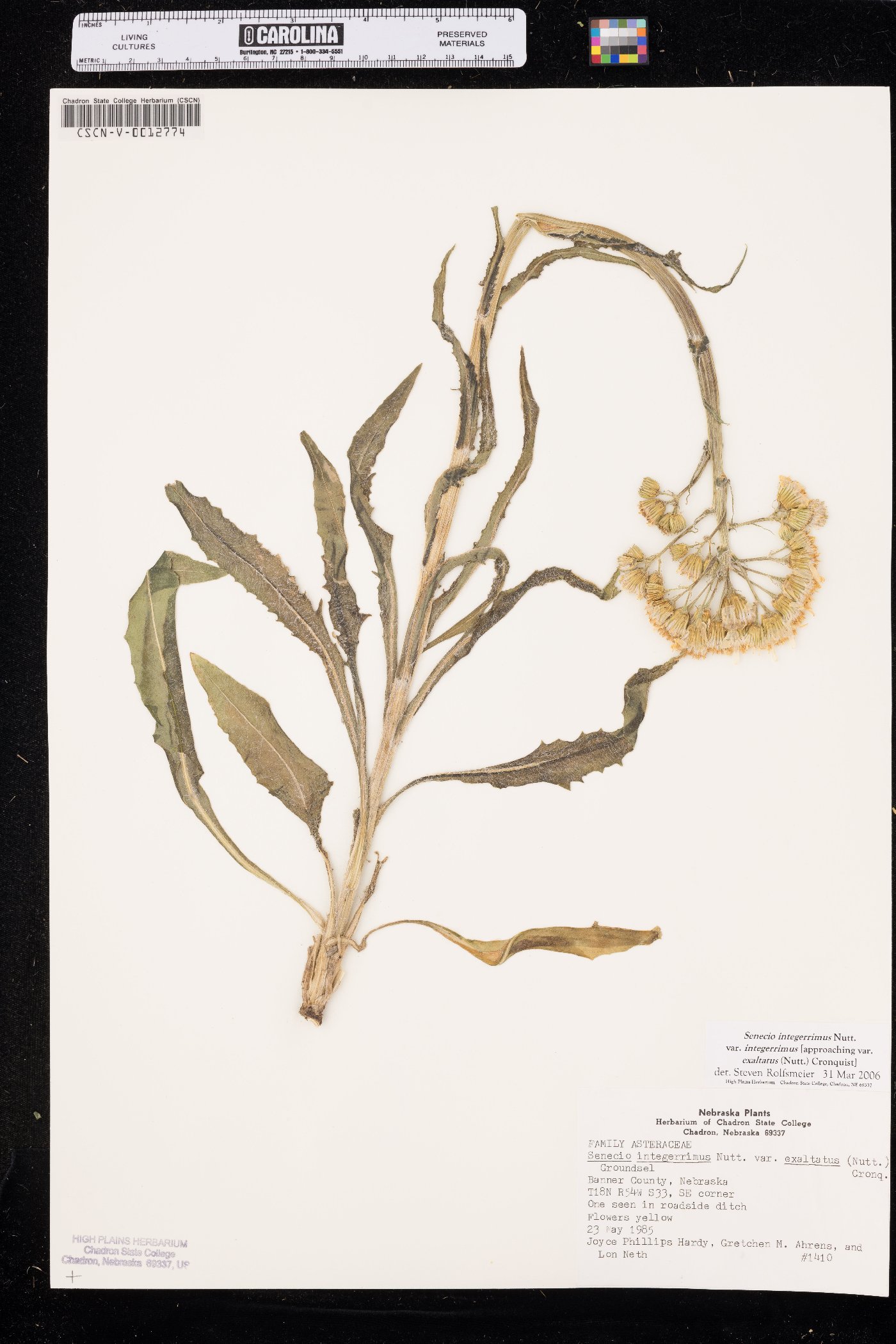 Senecio integerrimus var. integerrimus image