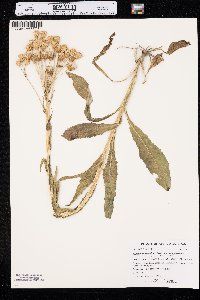 Senecio integerrimus image