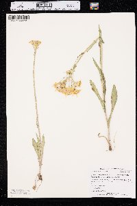 Senecio integerrimus var. exaltatus image