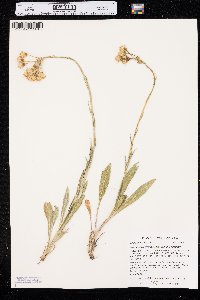 Senecio integerrimus image