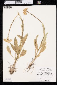 Senecio integerrimus image