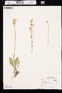 Senecio integerrimus image