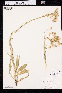 Senecio integerrimus image