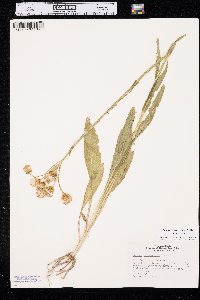 Senecio integerrimus image