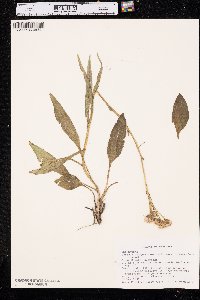 Senecio integerrimus image