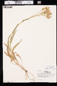 Senecio integerrimus var. integerrimus image