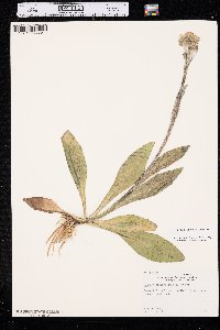 Senecio lugens image