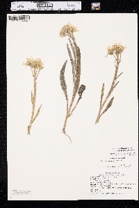 Senecio integerrimus var. scribneri image