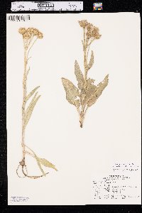 Senecio integerrimus image