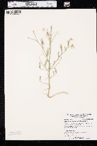 Shinnersoseris rostrata image