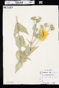 Silphium integrifolium var. laeve image