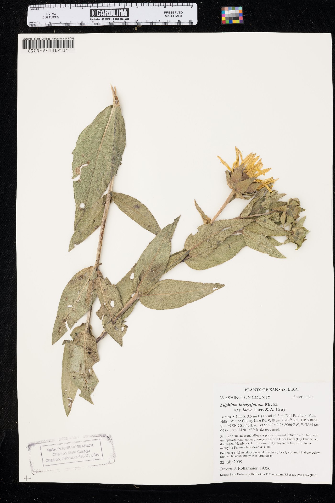 Silphium integrifolium var. laeve image