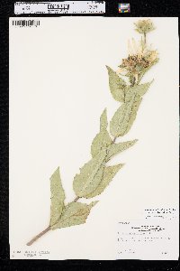 Silphium integrifolium var. laeve image