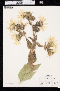 Silphium integrifolium var. laeve image