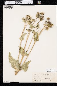 Silphium perfoliatum image