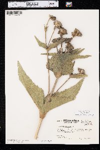 Silphium perfoliatum var. perfoliatum image