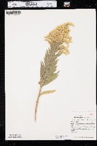 Solidago canadensis var. gilvocanescens image