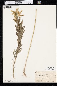 Solidago altissima var. altissima image