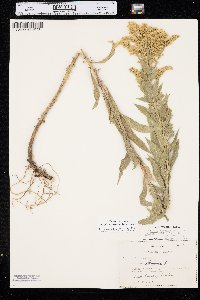 Solidago canadensis var. gilvocanescens image