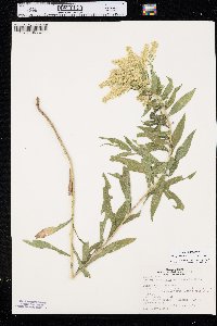 Solidago canadensis var. gilvocanescens image