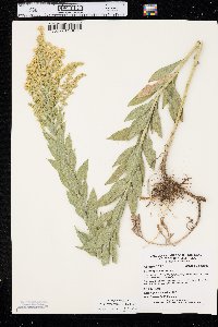 Solidago canadensis var. gilvocanescens image