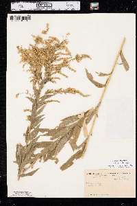 Solidago canadensis var. hargeri image