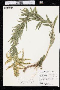 Solidago canadensis var. hargeri image