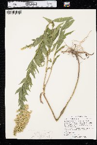 Solidago canadensis var. hargeri image