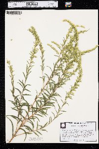 Solidago leavenworthii image