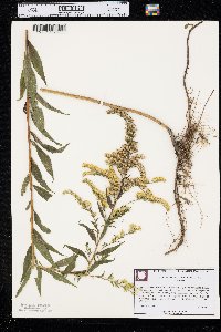 Solidago leavenworthii image