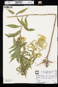 Solidago leavenworthii image