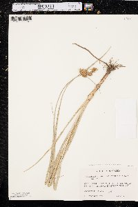 Bolboschoenus maritimus subsp. paludosus image