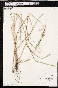 Carex aquatilis var. substricta image