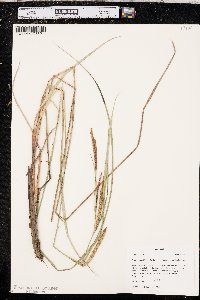 Carex aquatilis var. substricta image