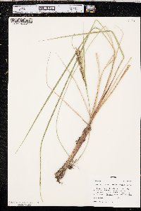 Carex aquatilis var. substricta image