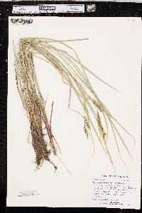 Carex aquatilis var. aquatilis image