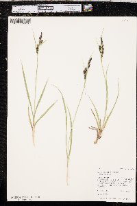 Carex aquatilis var. aquatilis image